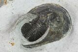 Bargain, Harpes (Scotoharpes) Trilobite - Boudib, Morocco #134355-3